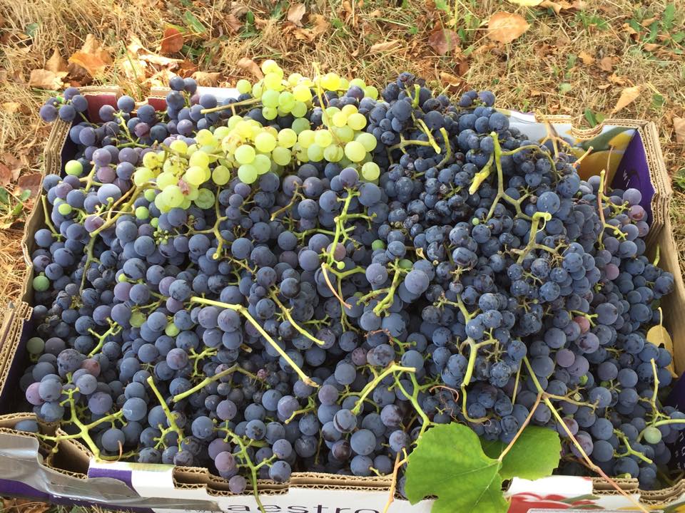 grapes harvest