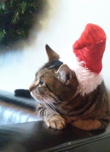 bert cat christmas